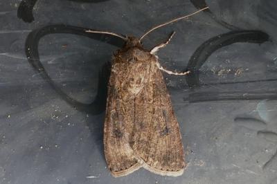 Agrotis segetum