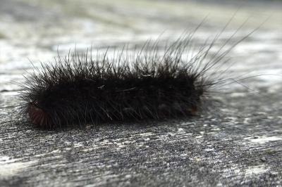Arctia villica