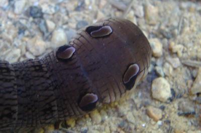 Deilephila elpenor