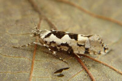 Ypsolopha sequella