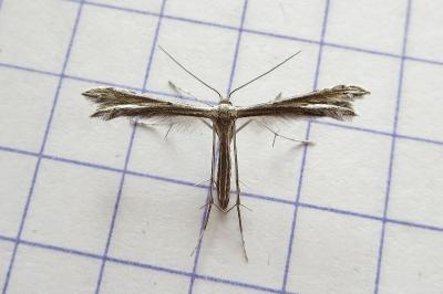 Gypsochares bigoti