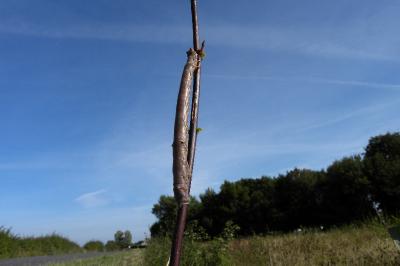 Biston betularia
