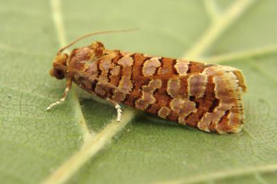 Lozotaeniodes formosana