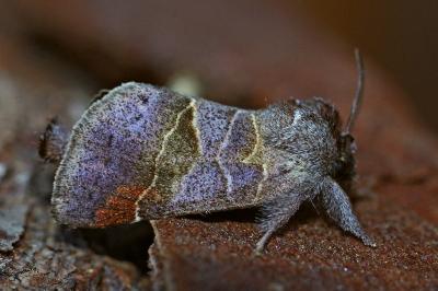 Clostera pigra