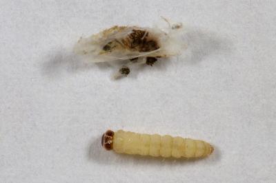 Hofmannophila pseudospretella