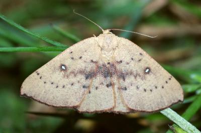 Cyclophora puppillaria