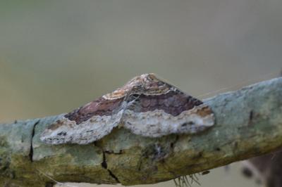 Xanthorhoe spadicearia