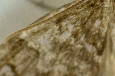 Thera britannica