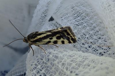 Emmelia trabealis