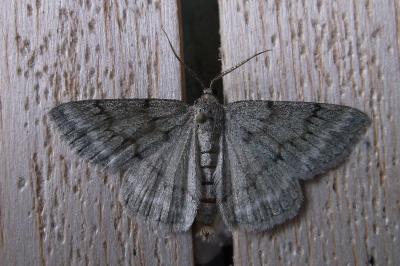 Pseudoterpna pruinata