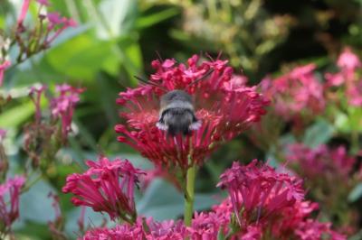 Macroglossum stellatarum