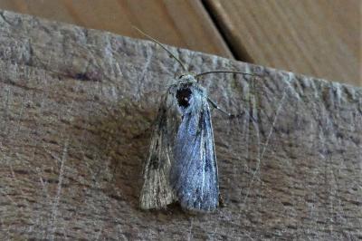 Agrotis puta