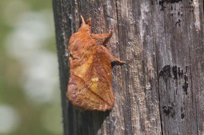 Euthrix potatoria