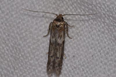 Blastobasis phycidella