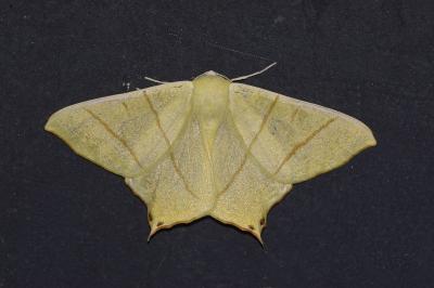 Ourapteryx sambucaria