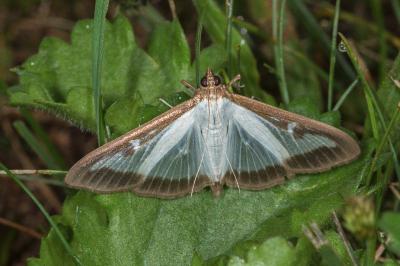 Cydalima perspectalis