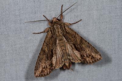 Apamea monoglypha