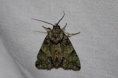 Polyphaenis sericata