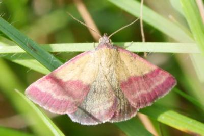Phytometra viridaria