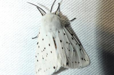 Spilosoma lubricipeda