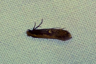 Monopis obviella