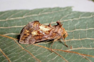 Chrysodeixis chalcites