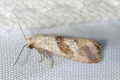 Falseuncaria ruficiliana