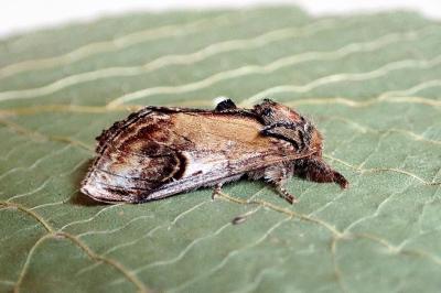 Notodonta ziczac