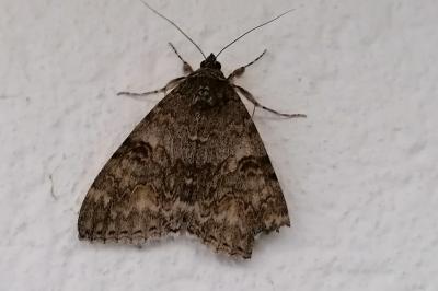 Catocala nupta