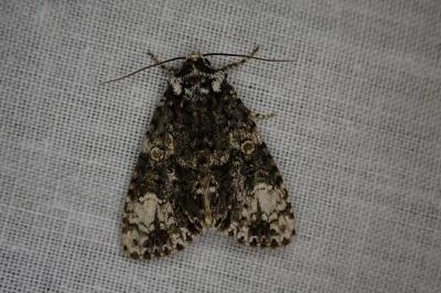 Craniophora ligustri