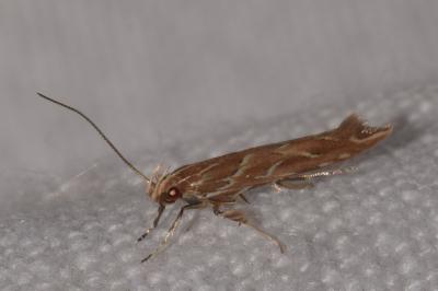 Pyroderces argyrogrammos