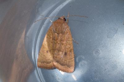 Noctua interjecta