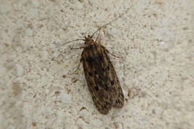 Hofmannophila pseudospretella