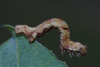 Ectropis crepuscularia