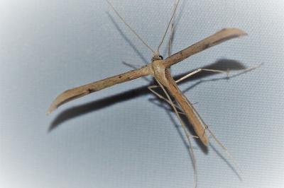 Emmelina monodactyla