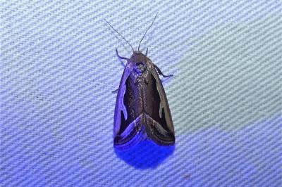 Deltote uncula