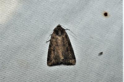 Caradrina morpheus