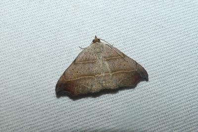 Laspeyria flexula