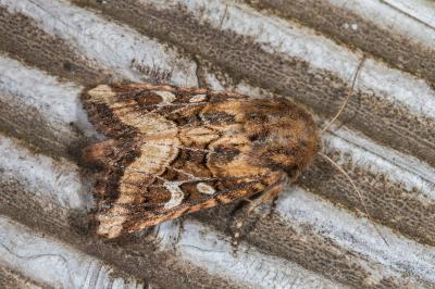 Luperina dumerilii