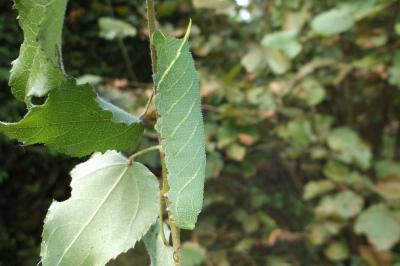 Laothoe populi
