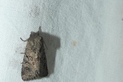 Luperina testacea