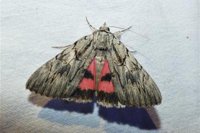 Catocala optata
