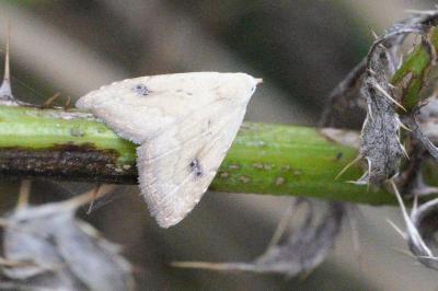 Rivula sericealis