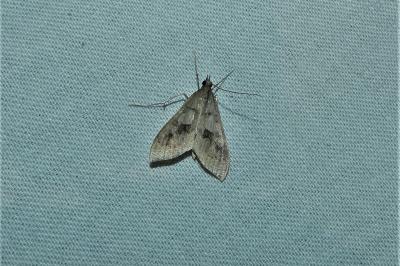 Mecyna asinalis