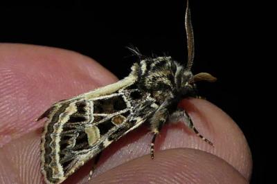 Leucochlaena oditis