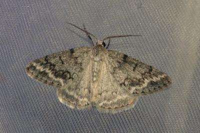 Pseudoterpna coronillaria