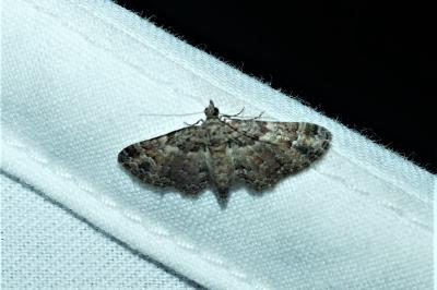 Gymnoscelis rufifasciata