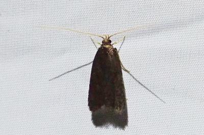 Homaloxestis briantiella