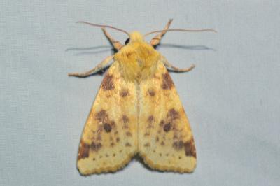 Cirrhia icteritia
