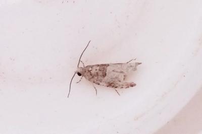 Rhopobota naevana